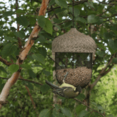 Woodlodge Bird Feeders Woodlodge Acorn Birdfeeder Small